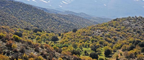 The Forest of Trygiodo-Vroulidia